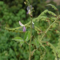 Desmodium uncinatum (Jacq.) DC.